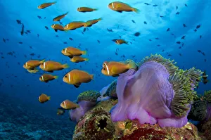 Maldive anemonefish (Amphiprion nigripes) shoal swimming in the current flowing over a Maldive anemonefish (Amphiprion nigripes) shoal swimming in the current flowing over a
