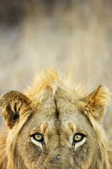 Male African lion (Panthera leo), Kruger National Park, Transvaal, South Africa Male African lion (Panthera leo), Kruger National Park, Transvaal, South Africa