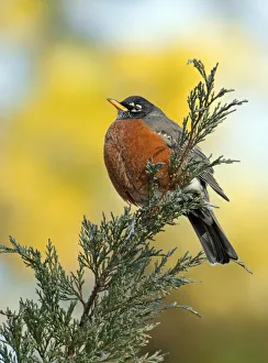 Male American robin (Turdus migratorius) puffed up to keep warm, and perched on Juniper branch Male American robin (Turdus migratorius) puffed up to keep warm, and perched on Juniper branch