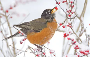 Male American robin (Turdus migratorius) feeding on Winterberry (Ilex sp) New York Male American robin (Turdus migratorius) feeding on Winterberry (Ilex sp) New York