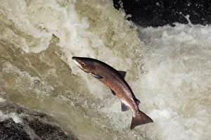 Male Atlantic salmon {Salmo salar} leaping, migrating upstream to spawn, Perthshire Male Atlantic salmon {Salmo salar} leaping, migrating upstream to spawn, Perthshire