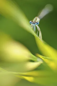 Male Azure damselfly (Coenagrion puella) resting on a leaf, Vallee de la Seille (Seille Valley) Male Azure damselfly (Coenagrion puella) resting on a leaf, Vallee de la Seille (Seille Valley)