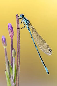Images Dated 15th August 2016: Male Azure damselfly (Coenagrion puella), early morning light, Broxwater pond, Cornwall, UK