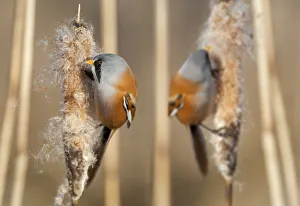 Two male Bearded reedling (Panurus biarmicus) eating seeds from the spike of a common Two male Bearded reedling (Panurus biarmicus) eating seeds from the spike of a common
