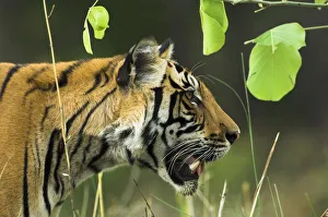 Male Bengal Tiger {Panthera tigris tigris} head profile, Kanha National Park, Madhya Pradesh Male Bengal Tiger {Panthera tigris tigris} head profile, Kanha National Park, Madhya Pradesh