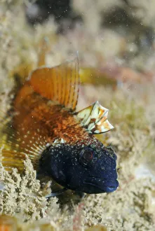 Male Black faced blenny (Tripterygion delaisi), part of a sequence showing colour change Male Black faced blenny (Tripterygion delaisi), part of a sequence showing colour change