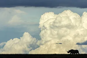 Male black rhinoceros (Diceros bicornis) silhouetted against clouds, Masai-Mara Game Reserve, Kenya. March Male black rhinoceros (Diceros bicornis) silhouetted against clouds, Masai-Mara Game Reserve, Kenya. March