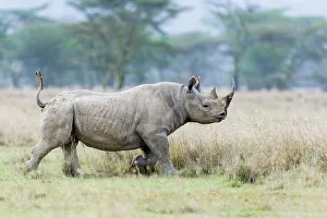 Male Black rhinoceros (Diceros bicornis) running, Nakuru National Park, Kenya Male Black rhinoceros (Diceros bicornis) running, Nakuru National Park, Kenya