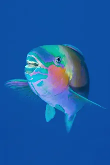 Male Bullethead parrotfish (Chlorurus sordidus) displaying in late afternoon. Ras Katy Male Bullethead parrotfish (Chlorurus sordidus) displaying in late afternoon. Ras Katy