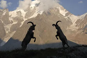 Male Caucasian turs (Capra caucasica) rutting with Dykh-tau Mountain in the background Male Caucasian turs (Capra caucasica) rutting with Dykh-tau Mountain in the background