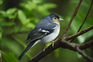 Male Chaffinch (Fringilla coelebs) on branch, Los Tilos National Park, La Palma, Canary Islands Male Chaffinch (Fringilla coelebs) on branch, Los Tilos National Park, La Palma, Canary Islands