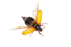 Male Cockchaffer (Melolontha melolontha) showing wings, Queyras, France, May 2009 WWE BOOK Male Cockchaffer (Melolontha melolontha) showing wings, Queyras, France, May 2009 WWE BOOK