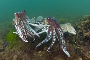 Two male Common cuttlefish (Sepia officinalis) compete for a female (on right) during courtship Two male Common cuttlefish (Sepia officinalis) compete for a female (on right) during courtship