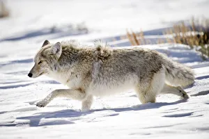 Male Coyote (Canis latrans) walking through deep snow. Hayden Valley, Yellowstone National Park Male Coyote (Canis latrans) walking through deep snow. Hayden Valley, Yellowstone National Park