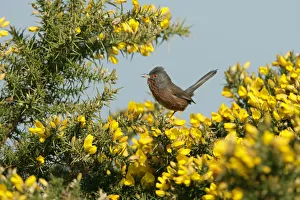 Male Dartford warbler (Sylvia undata) singing on gorse, Dorset, UK, April Male Dartford warbler (Sylvia undata) singing on gorse, Dorset, UK, April