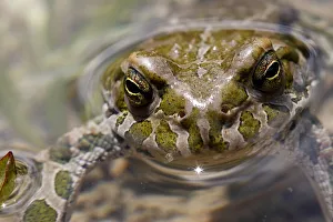 Male European green toad (Bufo viridis) in pond (at 2, 711m) in Adylsu valley, side Male European green toad (Bufo viridis) in pond (at 2, 711m) in Adylsu valley, side
