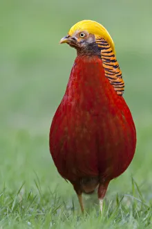 Male Golden Pheasant (Chrysolophus pictus) standing on grass in display plumage Male Golden Pheasant (Chrysolophus pictus) standing on grass in display plumage