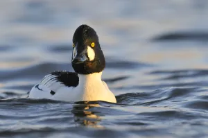 Male Goldeneye (Bucephala clangula), Hogganfield Loch, Glasgow, Scotland, UK, February Male Goldeneye (Bucephala clangula), Hogganfield Loch, Glasgow, Scotland, UK, February