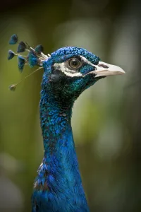 Male Indian peafowl / peacock (Pavo cristatus) from open forest areas on the Indian subcontinent Male Indian peafowl / peacock (Pavo cristatus) from open forest areas on the Indian subcontinent