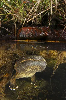 Male Japanese giant salamander (Andria japonicus) emerging from a nest hole in order to Male Japanese giant salamander (Andria japonicus) emerging from a nest hole in order to