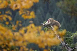 Male Japanese macaque (Macaca fuscata) roaring to attract females during the breeding season Male Japanese macaque (Macaca fuscata) roaring to attract females during the breeding season