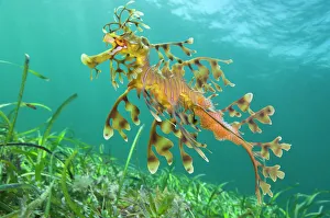 A male Leafy Seadragon (Phycodurus eques) carrying eggs. Wool Bay, Edithburgh, South Australia A male Leafy Seadragon (Phycodurus eques) carrying eggs. Wool Bay, Edithburgh, South Australia