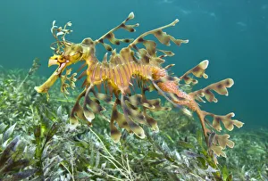 A male Leafy Seadragon (Phycodurus eques) carries a new batch of eggs on his tail A male Leafy Seadragon (Phycodurus eques) carries a new batch of eggs on his tail