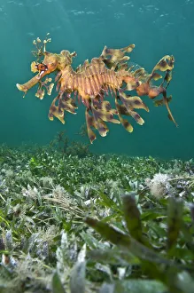 A male Leafy Seadragon (Phycodurus eques) swimming. Wool Bay Jetty, Edithburgh A male Leafy Seadragon (Phycodurus eques) swimming. Wool Bay Jetty, Edithburgh