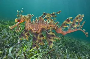 A male Leafy Seadragon (Phycodurus eques) swimming. Wool Bay Jetty, Edithburgh A male Leafy Seadragon (Phycodurus eques) swimming. Wool Bay Jetty, Edithburgh