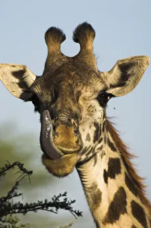 Male Masaai Giraffe {Giraffa camelopardalis} licking nose, Serengeti NP, Tanzania Male Masaai Giraffe {Giraffa camelopardalis} licking nose, Serengeti NP, Tanzania