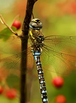 Male Migrant Hawker Dragonfly (Aeshna mixta) South London, UK, September Male Migrant Hawker Dragonfly (Aeshna mixta) South London, UK, September