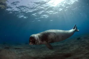 Male Monk seal (Monachus monachus) Deserta Grande, Desertas Islands, Madeira, Portugal Male Monk seal (Monachus monachus) Deserta Grande, Desertas Islands, Madeira, Portugal