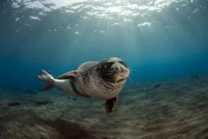 Male Monk seal (Monachus monachus) portrait, Deserta Grande, Desertas Islands, Madeira Male Monk seal (Monachus monachus) portrait, Deserta Grande, Desertas Islands, Madeira