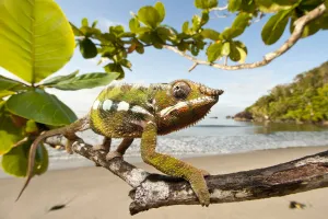 Male Panther Chameleon (Furcifer pardalis) stalking prey in beach side vegetation Male Panther Chameleon (Furcifer pardalis) stalking prey in beach side vegetation