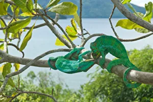 Male Panther Chameleons (Furcifer pardalis) fighting Male Panther Chameleons (Furcifer pardalis) fighting
