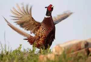 Male Pheasant (Phasianus colchicus) flapping wings, Hungary, June Male Pheasant (Phasianus colchicus) flapping wings, Hungary, June