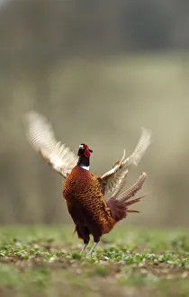 Male Pheasant (Phasianus colchicus) displaying, Hertfordshire, England, UK Male Pheasant (Phasianus colchicus) displaying, Hertfordshire, England, UK