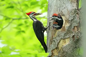 Male Pileated Woodpecker (Dryocopus pileatus) with beetle larva in beak about to feed two chicks Male Pileated Woodpecker (Dryocopus pileatus) with beetle larva in beak about to feed two chicks