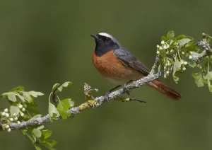 Male Redstart (Phoenicurus phoenicurus), perched on branch of flowering Hawthorn Male Redstart (Phoenicurus phoenicurus), perched on branch of flowering Hawthorn