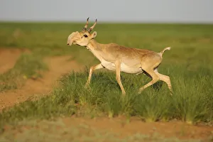 Male Saiga antelope (Saiga tatarica) running, Cherniye Zemli (Black Earth) Nature Reserve Male Saiga antelope (Saiga tatarica) running, Cherniye Zemli (Black Earth) Nature Reserve