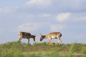 Two male Saiga antelopes (Saiga tatarica) Cherniye Zemli (Black Earth) Nature Reserve Two male Saiga antelopes (Saiga tatarica) Cherniye Zemli (Black Earth) Nature Reserve