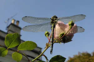 Male Southern hawker dragonfly (Aeshna cyanea) sunning itself on Rose flower (Rosa sp Male Southern hawker dragonfly (Aeshna cyanea) sunning itself on Rose flower (Rosa sp
