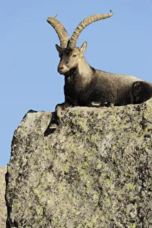 Male Spanish ibex (Capra pyrenaica) lying on rock, Sierra de Gredos, Spain, November 2008 Male Spanish ibex (Capra pyrenaica) lying on rock, Sierra de Gredos, Spain, November 2008