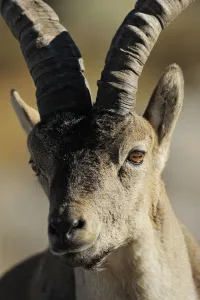 Male Spanish ibex (Capra pyrenaica) portrait, Sierra de Gredos, Spain, November 2008 Male Spanish ibex (Capra pyrenaica) portrait, Sierra de Gredos, Spain, November 2008