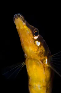 Male fifteen spined stickleback (Spinachia spinachia) guarding its nest (not visible) Male fifteen spined stickleback (Spinachia spinachia) guarding its nest (not visible)