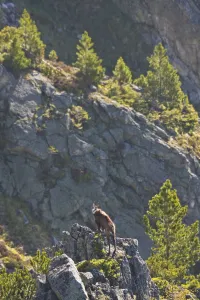 Male Tatra chamois (Rupicapra rupicapra tatrica) on rocky ridge near Arolla pines Male Tatra chamois (Rupicapra rupicapra tatrica) on rocky ridge near Arolla pines