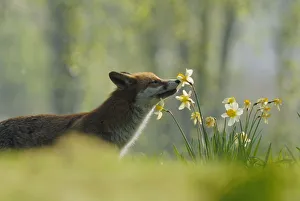 Male urban Red fox sniffing daffodils in garden {Vulpes vulpes} London, UK Male urban Red fox sniffing daffodils in garden {Vulpes vulpes} London, UK