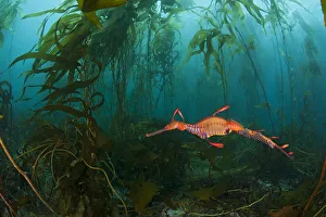 A male Weedy Seadragon (Phyllopteryx taeniolatus) carrying eggs along tail swims through a Kelp A male Weedy Seadragon (Phyllopteryx taeniolatus) carrying eggs along tail swims through a Kelp