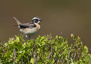Male Whinchat (Saxicola rubetra) perched on Bilberry (Vaccinium myrtillus), Denbighshire Male Whinchat (Saxicola rubetra) perched on Bilberry (Vaccinium myrtillus), Denbighshire