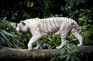 Male White tiger (Panthera tigris tigris). Double recessive gene produces pale colour Male White tiger (Panthera tigris tigris). Double recessive gene produces pale colour